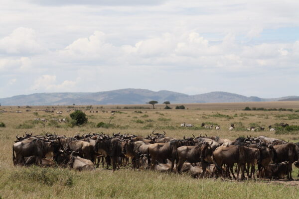 3 Days Masai Mara Game Reserve Kenya tour