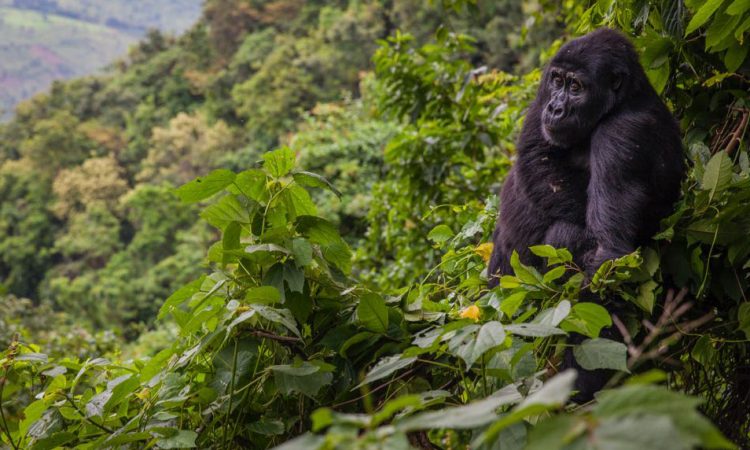 Bwindi Impenetrable National Park