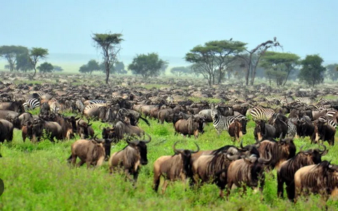 Serengeti National Park