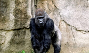 4 Days Uganda Gorilla and Game Fly-in Safari