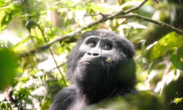 3 Day Uganda Flying Tour