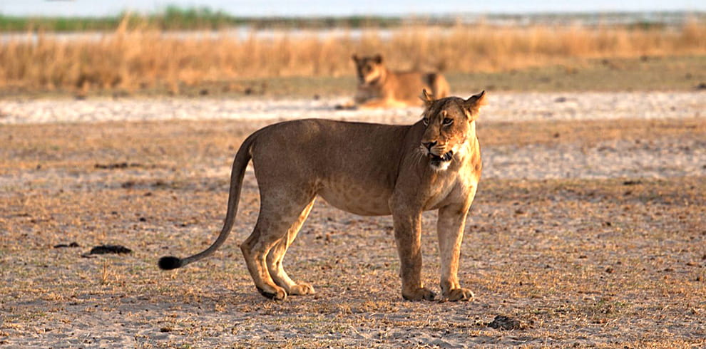 Tanzania Fly-in Safari