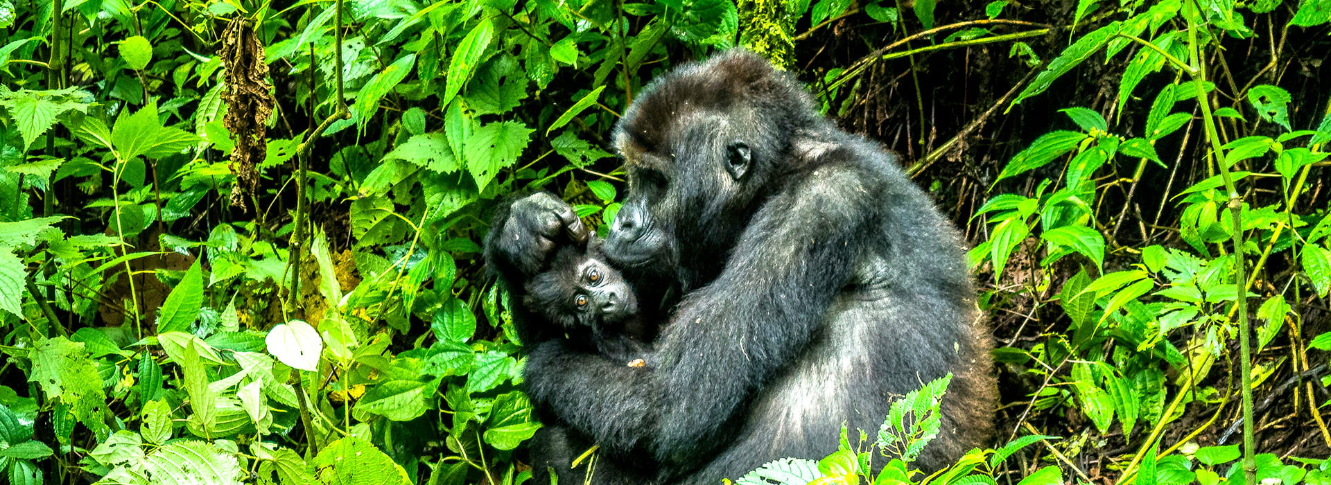 Best Places for Gorilla Trekking in East Africa