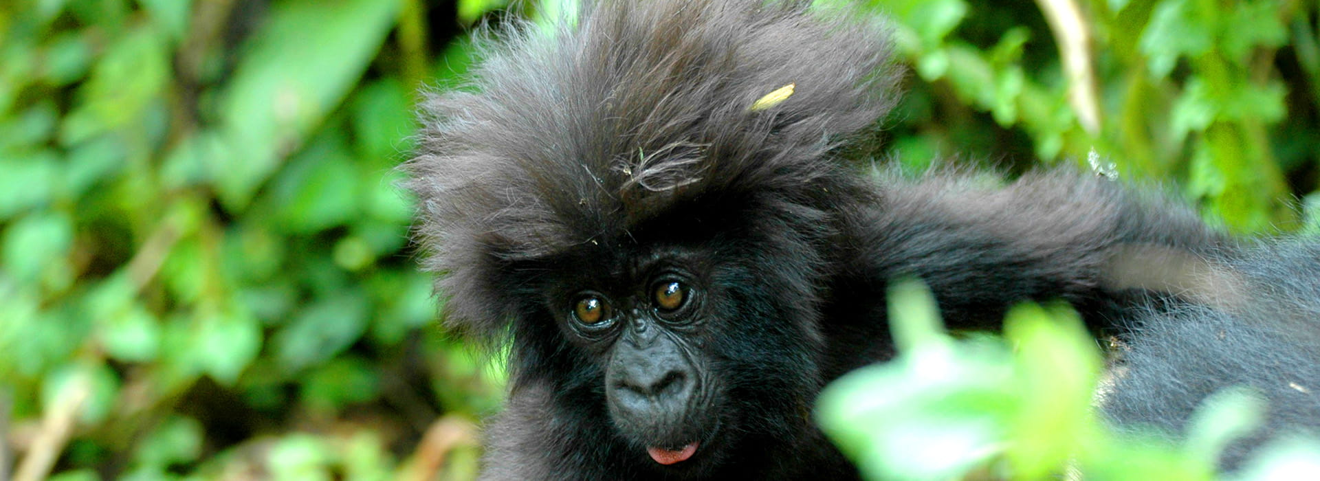 Gorilla Trekking in Volcanoes National Park, Rwanda