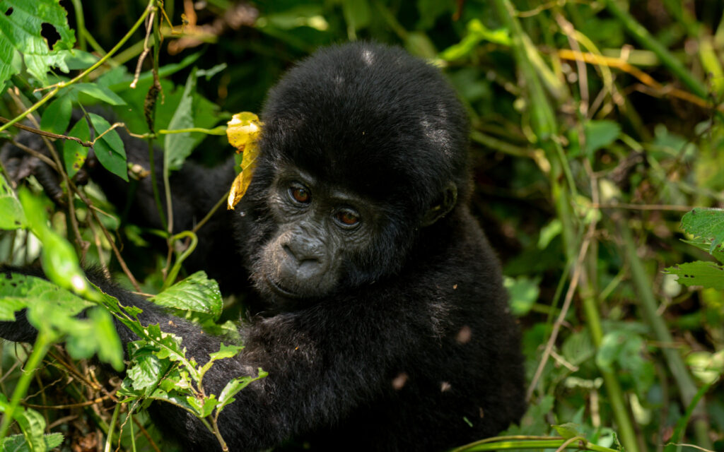 The 5 Day Uganda Bwindi and Mgahinga gorilla tour