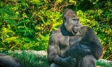 3 Day Fly-in Gorilla Habituation experience