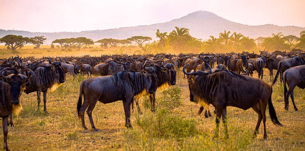Wildebeest Migration Fly in Safari