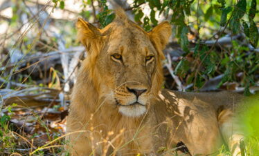 4 Day Kidepo Luxury Fly-in Safari