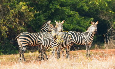 7 Day Fly-in Safari to Lewa Wildlife Conservancy and Masai Mara