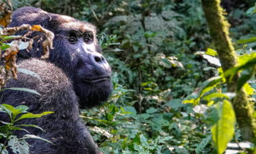 4 Day Bwindi and Mgahinga Gorilla fly-in Safari