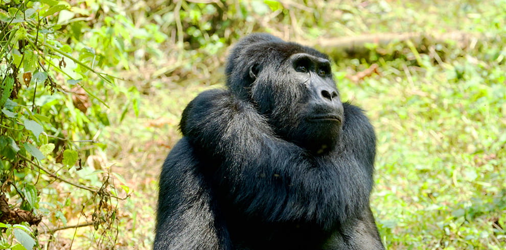 2Day Gorilla tracking from Kigali
