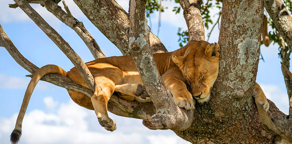 Tree climbing Lions in Ishasha