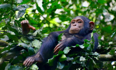 7 Day Gorillas, Game and Chimp Fly-in Safari