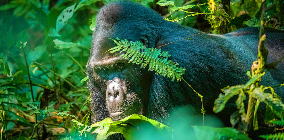 7-Day Uganda Kenya Wildlife Adventure Gorillas The Great Migration