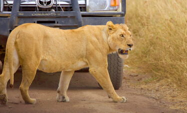 5 Day Masai Mara Fly-in Luxury Safari