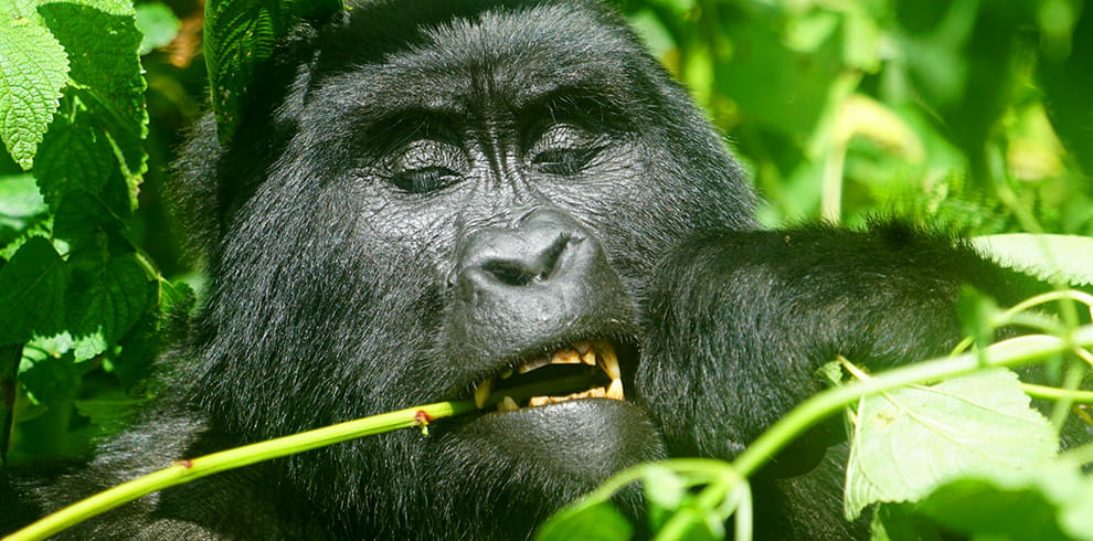 3-Day Gorilla Trekking Adventure from Kigali