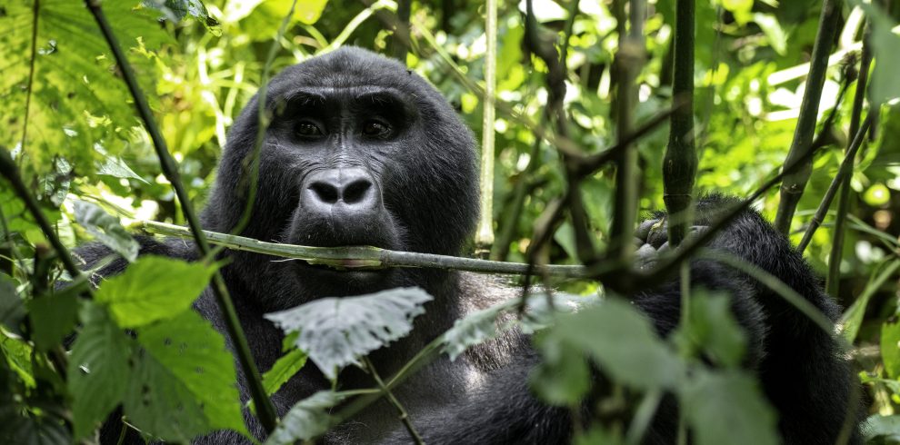 3Day Gorilla tracking