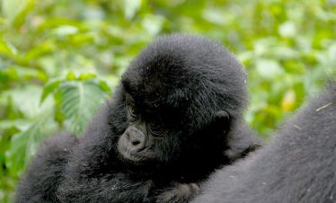11 Days Uganda & Kenya Fly-in Safari