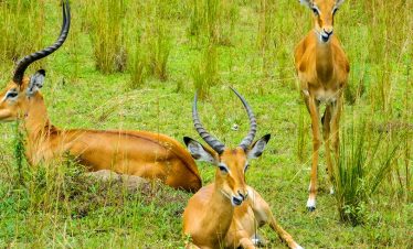 12 Days Rwanda Uganda and Kenya Fly-in Wildlife Safari