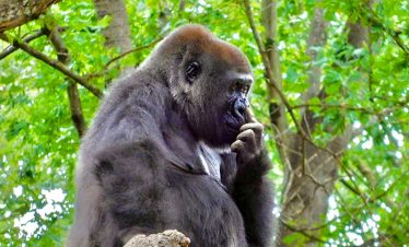 Rwanda Gorilla tour
