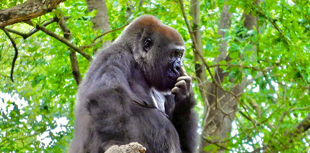 Rwanda Gorilla tour