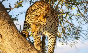 3 Day Fly in safari to Kakamega Forest