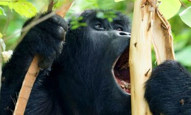 3 Day Rwanda Gorilla Safari