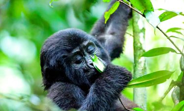 3 Day Rwanda Gorilla Tour and Golden Monkey Safari