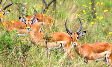 3 Days Akagera helicopter Safari