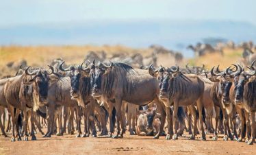 3 Days Fly-In Wildebeest Migration