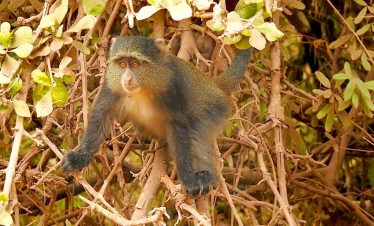 3 Days Fly-in Golden Monkey Trek in Rwanda