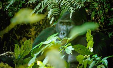 4 Day Rwanda Gorilla Tour and Golden Monkey Safari