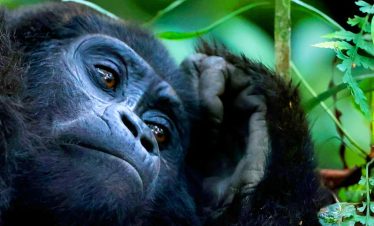Rwanda Gorilla tour