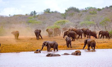 5 Day Big 5 fly-in safari to Tsavo National Park