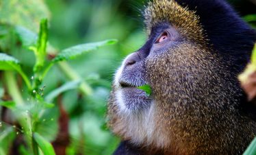 5 Day Double Gorilla Trekking Rwanda