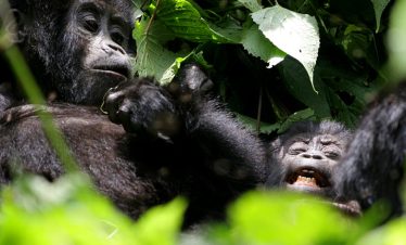Rwanda Gorilla and cultural safari