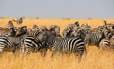 6 Days Luxury Fly-in Kenya Safari