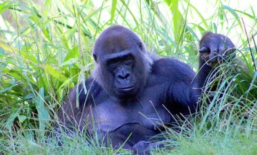 7 Day Rwanda Gorilla Tour
