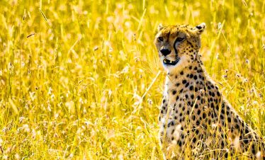 7 Days Masai Mara and Gorilla Tracking Fly-in Safari