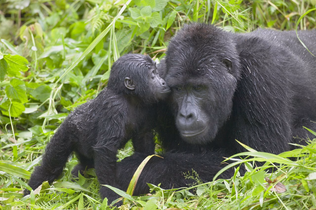 Gorilla trekking in Rushaga
