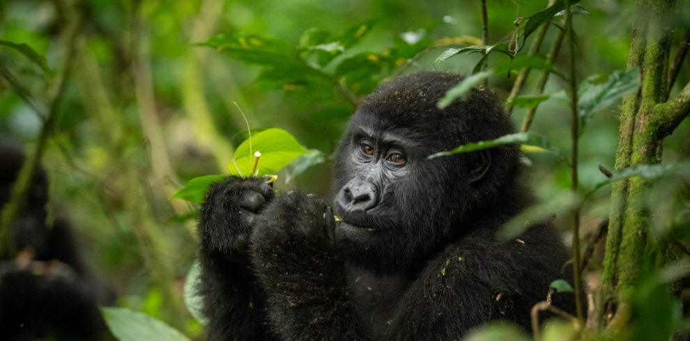 Rwanda and Uganda Gorilla experience