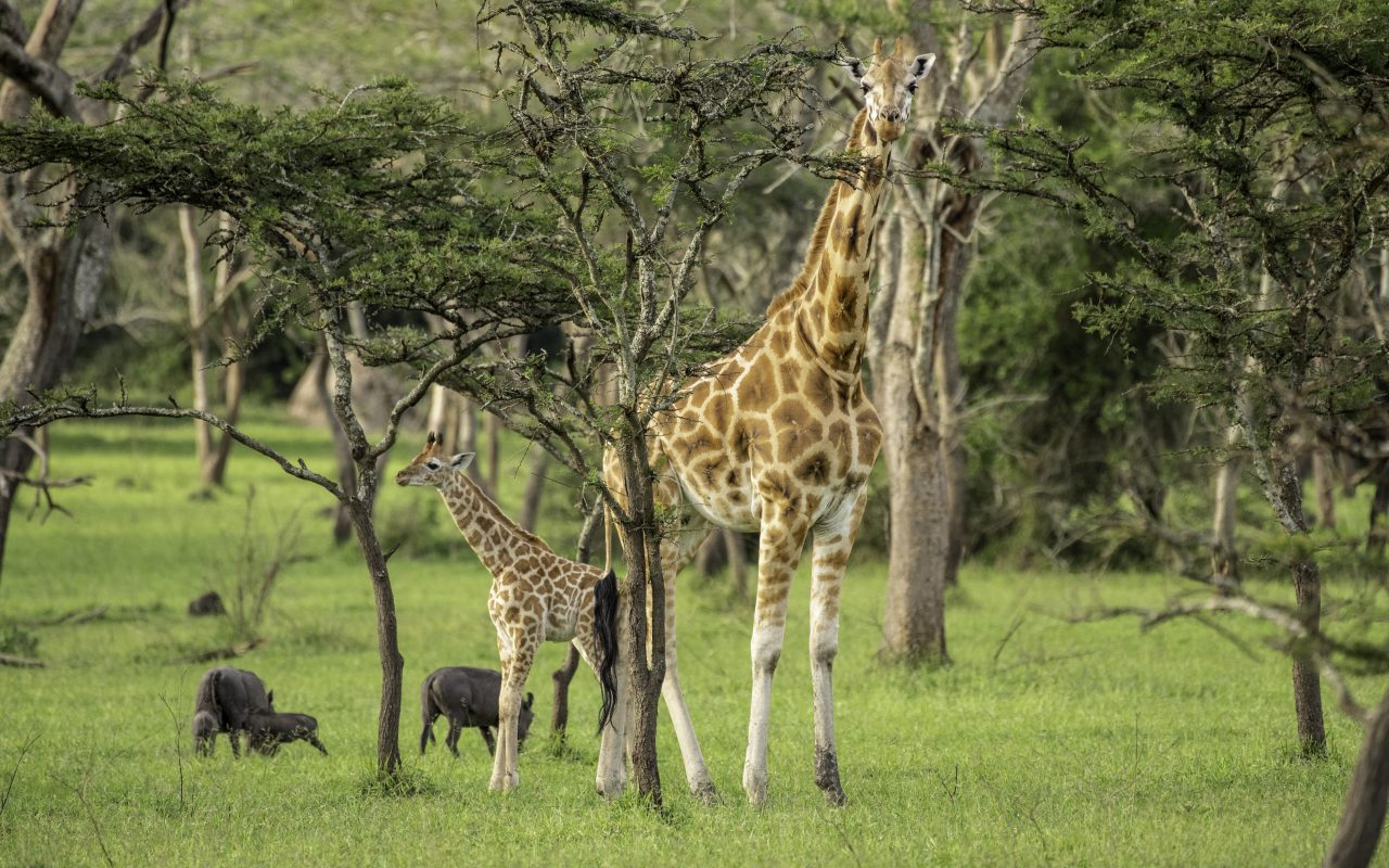 Safari activities in Lake Mburo
